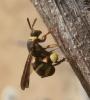 Leucospis brevicauda
